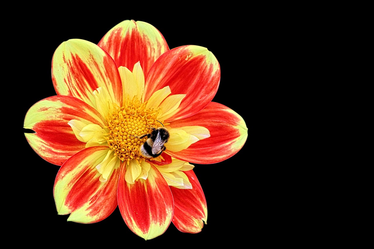 dahlia hummel blossom free photo