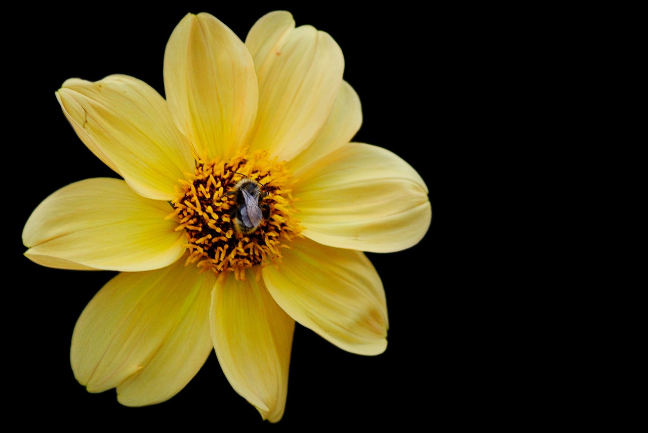 dahlia yellow garden free photo