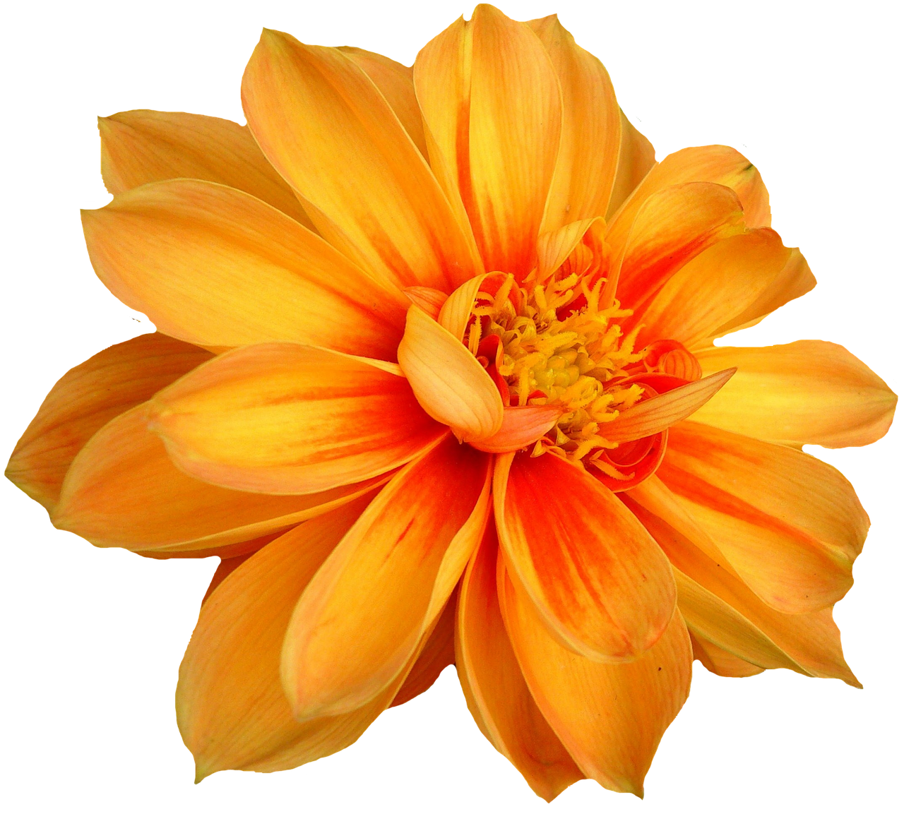 dahlia blossom bloom free photo