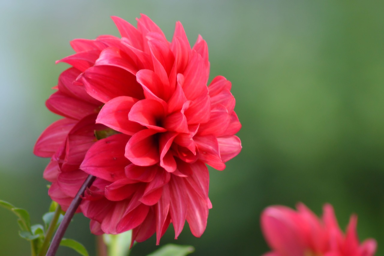 dahlia red summer free photo