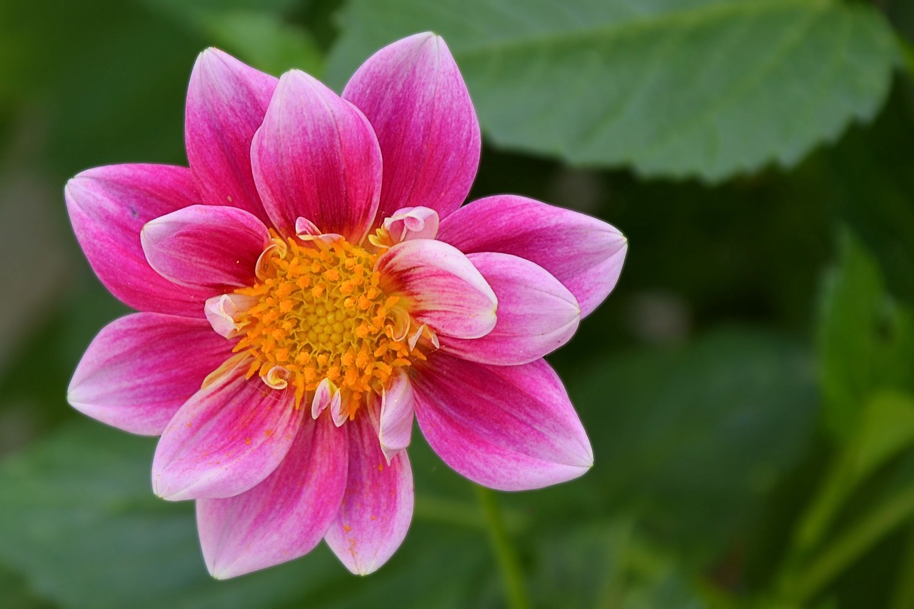 dahlia blossom bloom free photo