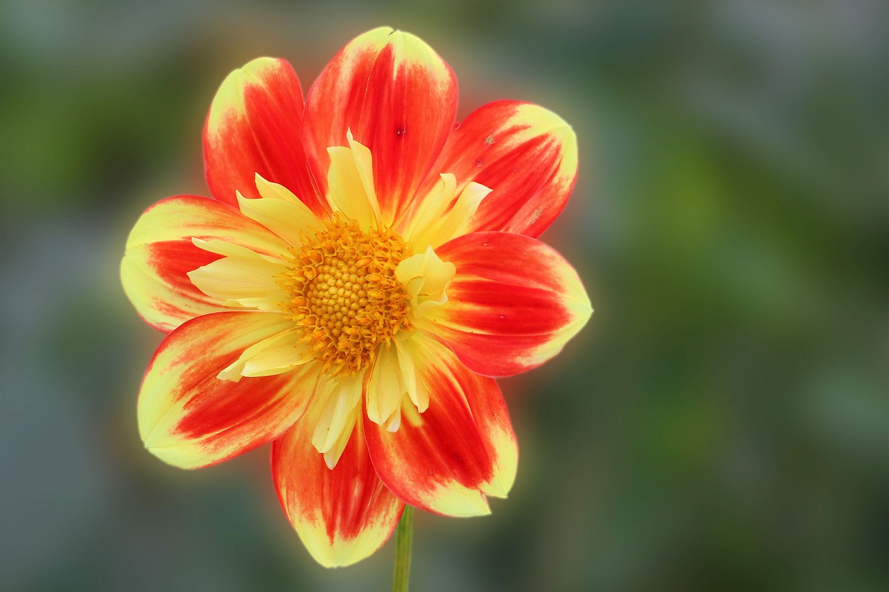 dahlia blossom bloom free photo