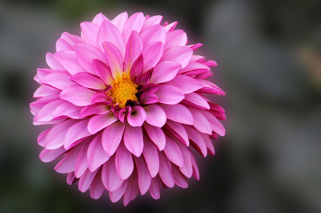 dahlia blossom bloom free photo