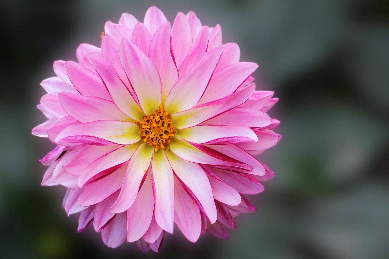 dahlia blossom bloom free photo