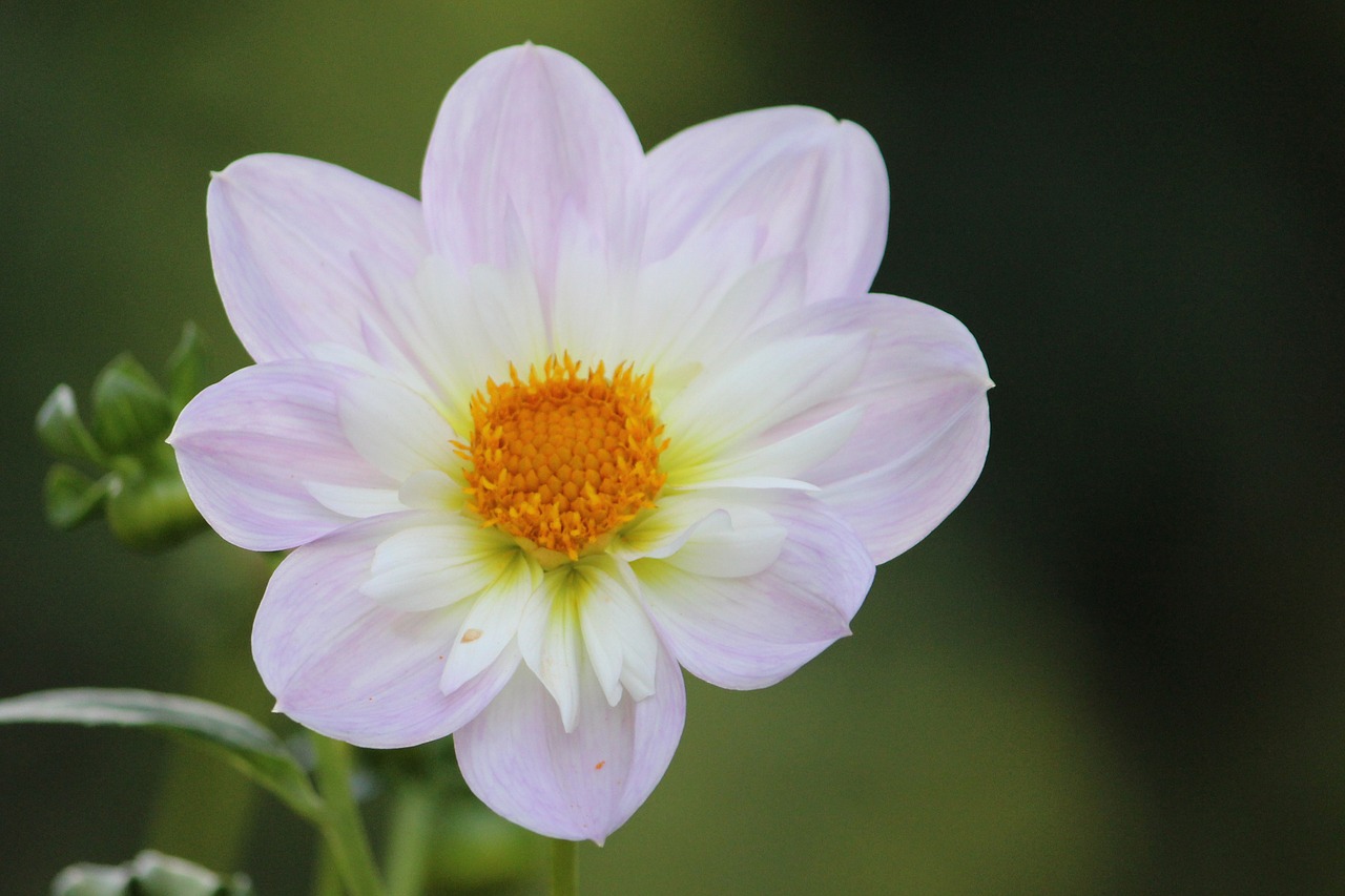 dahlia blossom bloom free photo