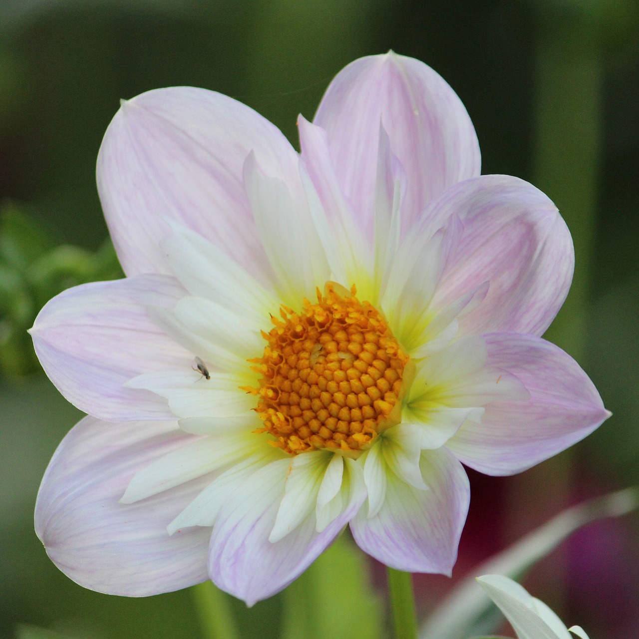 dahlia blossom bloom free photo