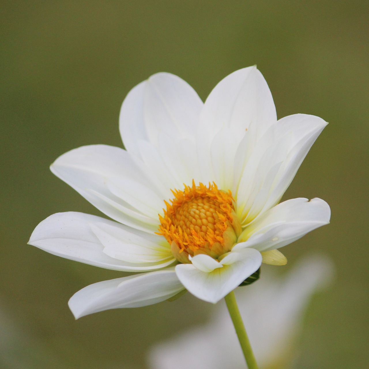 dahlia blossom bloom free photo