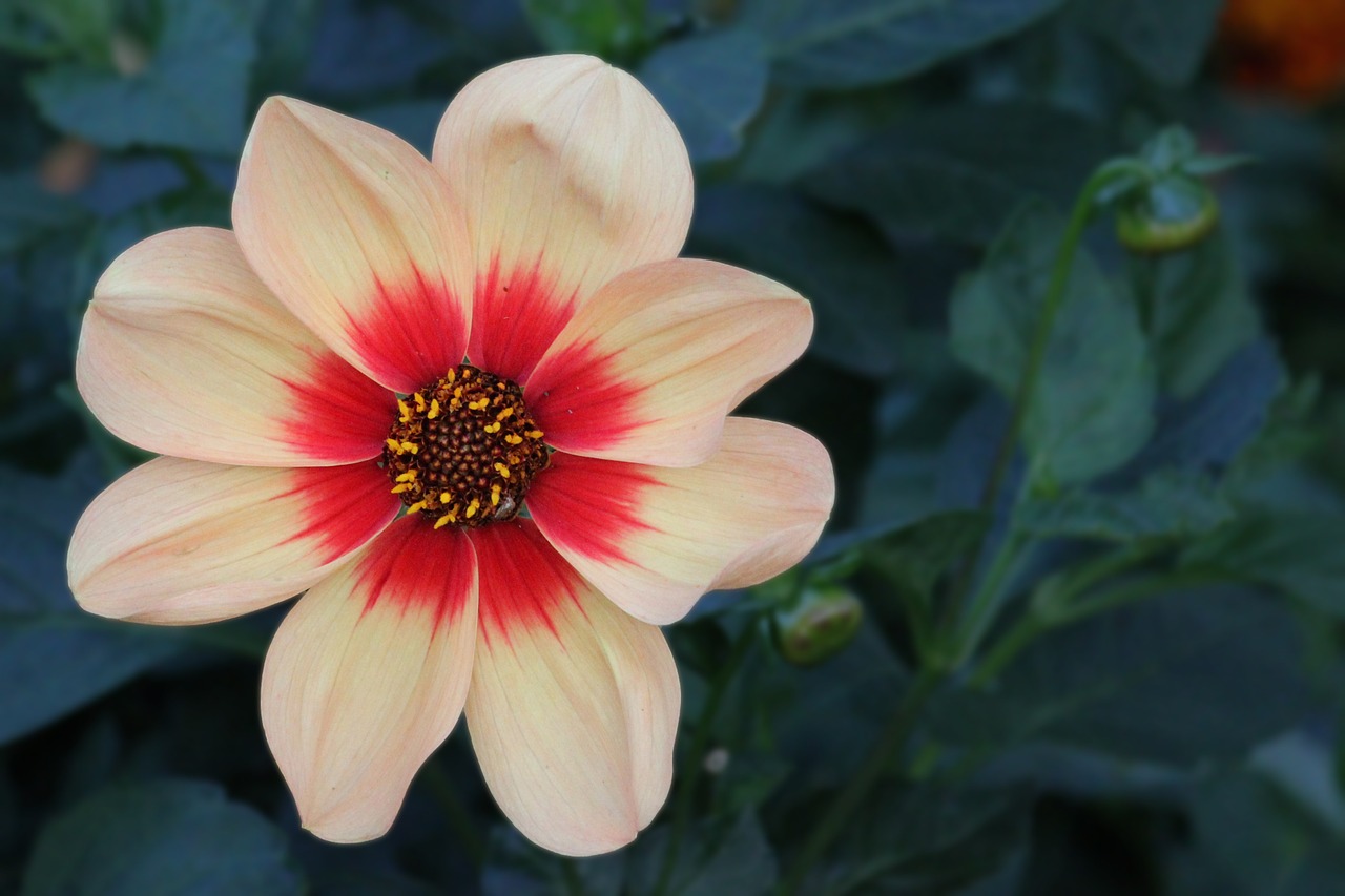 dahlia blossom bloom free photo