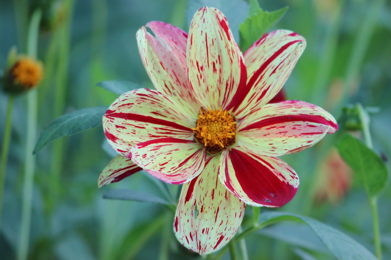 dahlia blossom bloom free photo