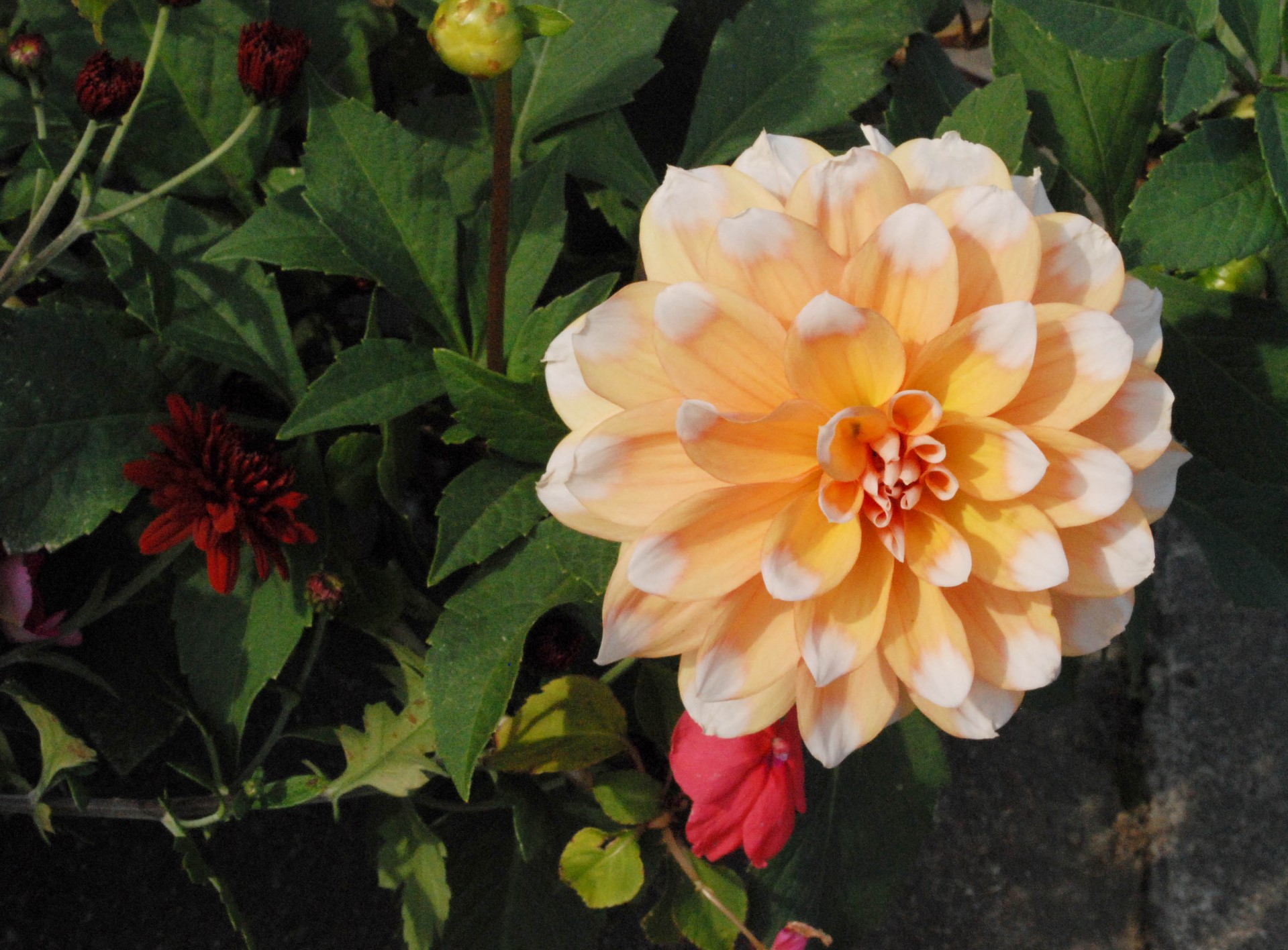 dahlia flower gardening free photo