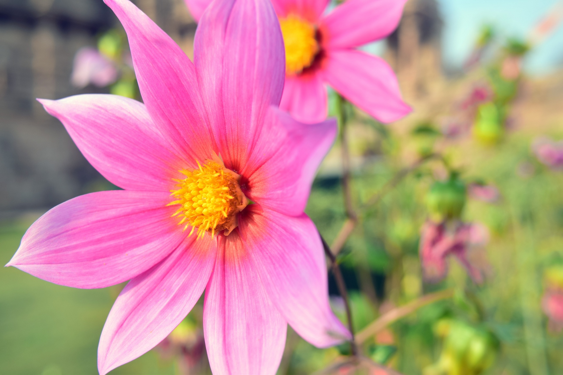 dahlia flower nature free photo