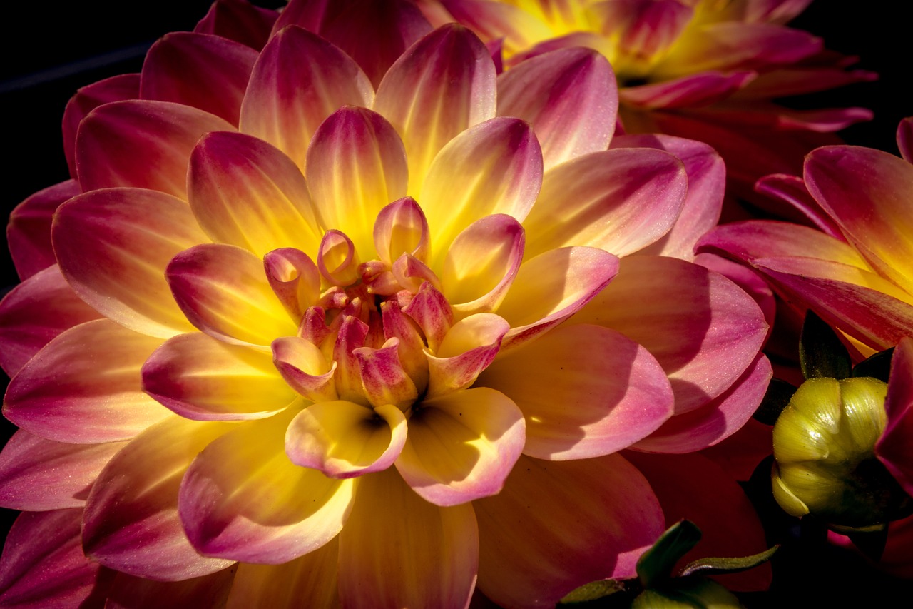 dahlia flower blossom free photo