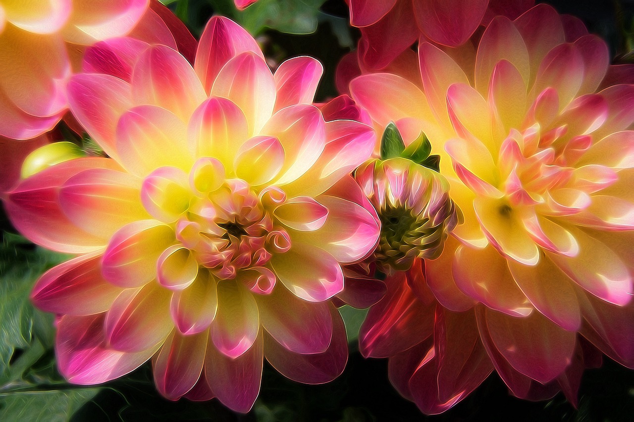 dahlia flower color free photo