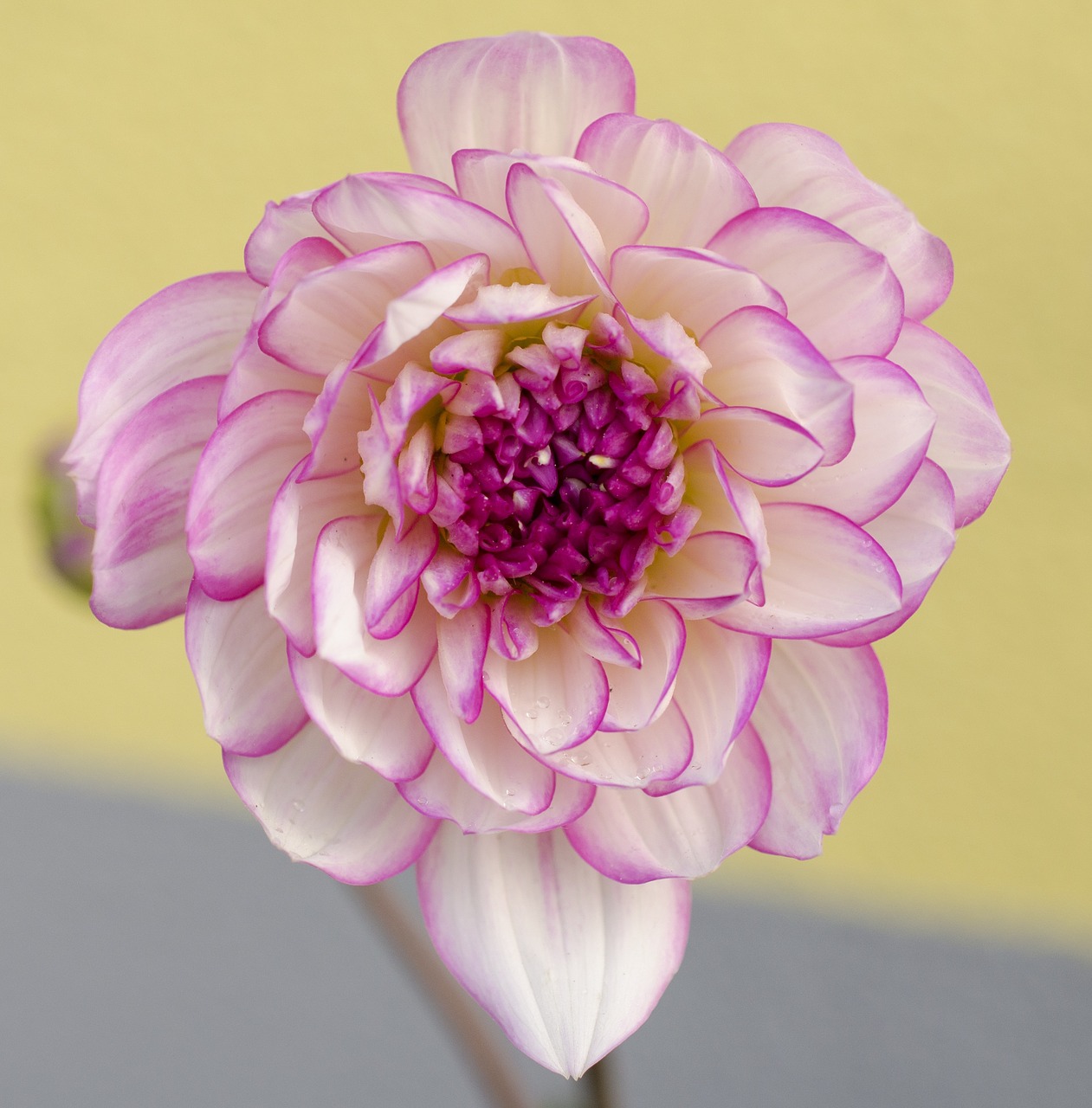 dahlia flower blossom free photo