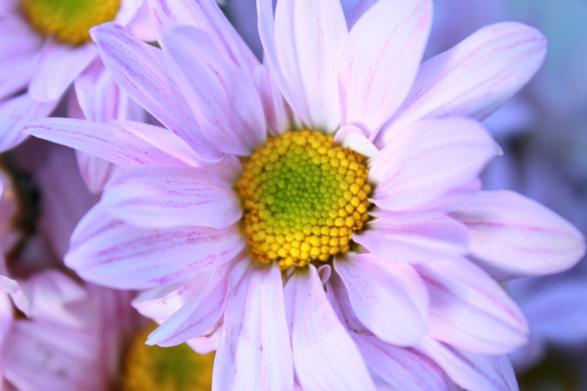 dahlia petals dahlia petals free photo