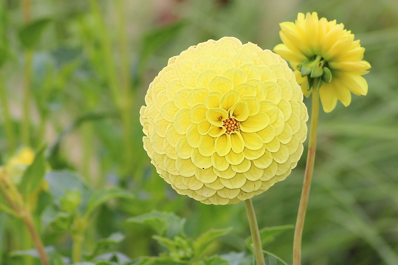 dahlia blossom bloom free photo