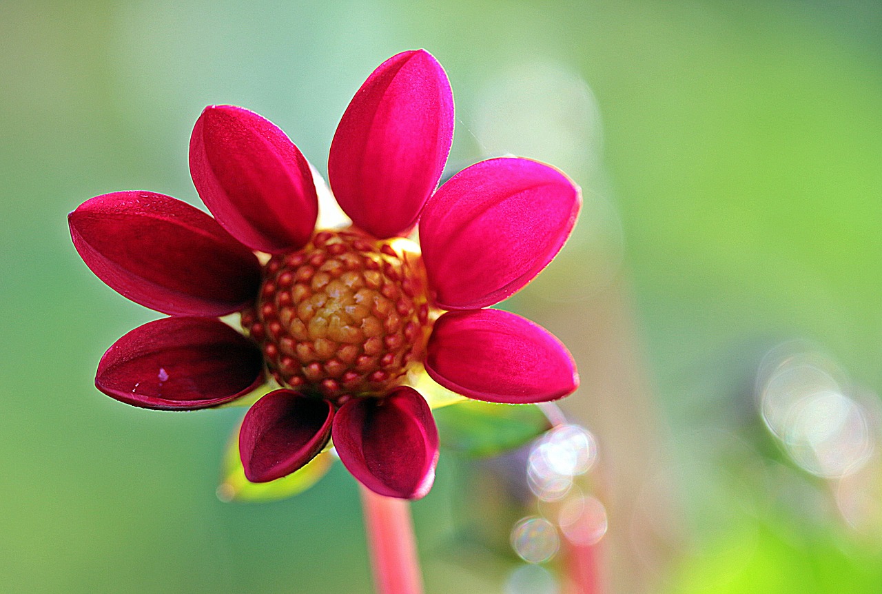 dahlia flower composites free photo