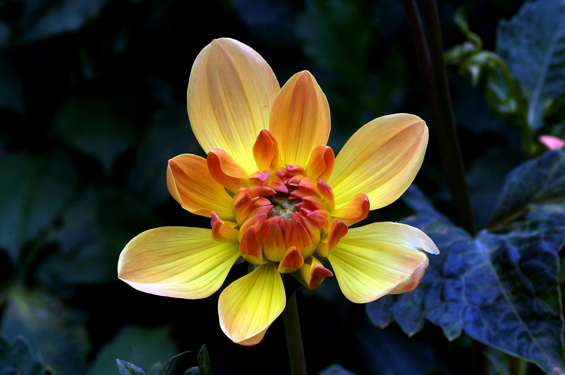 dahlia flower macro free photo