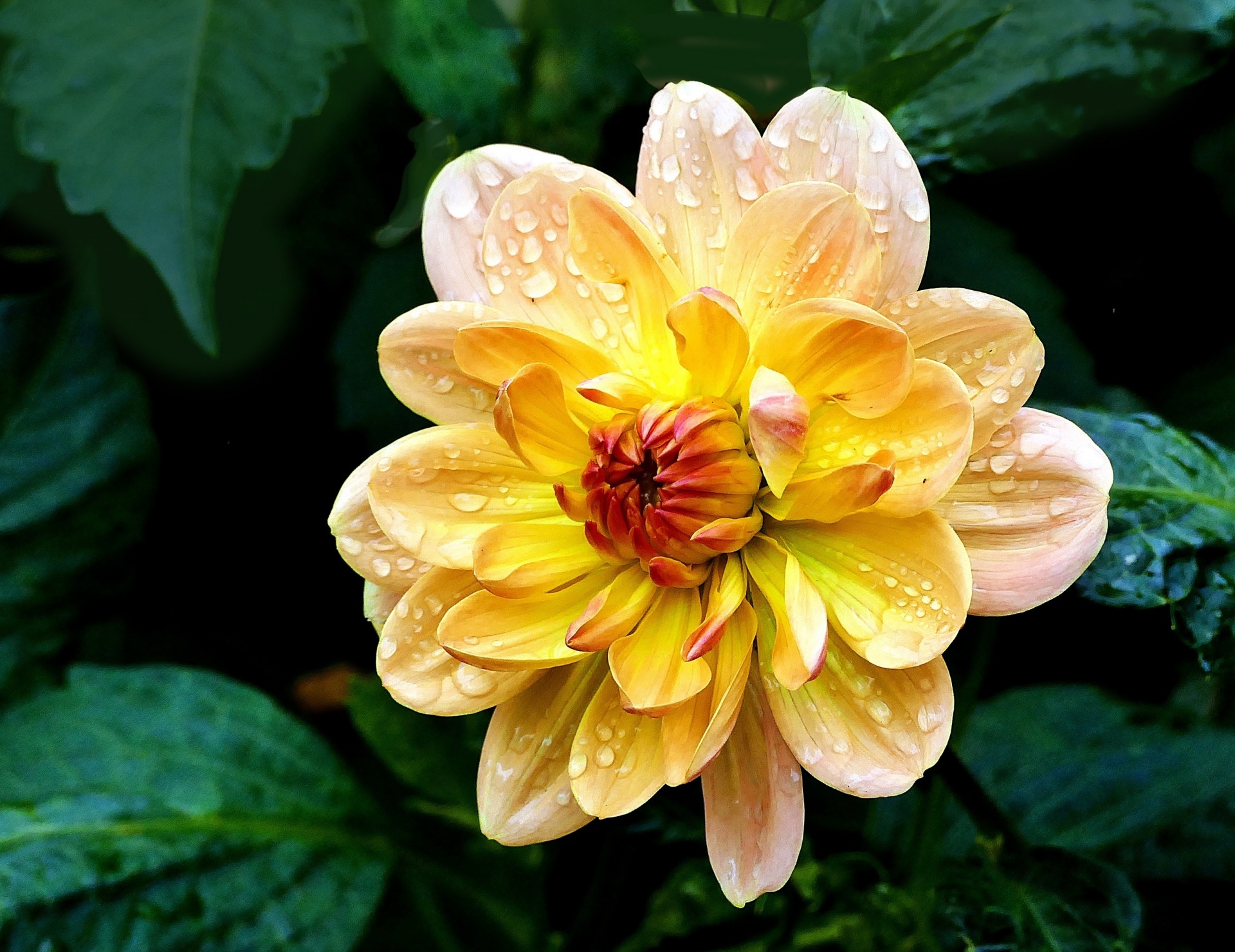 dahlia flower macro free photo