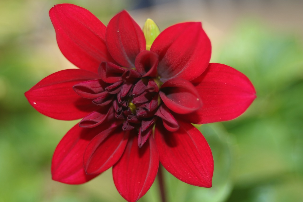 dahlia red blossom free photo