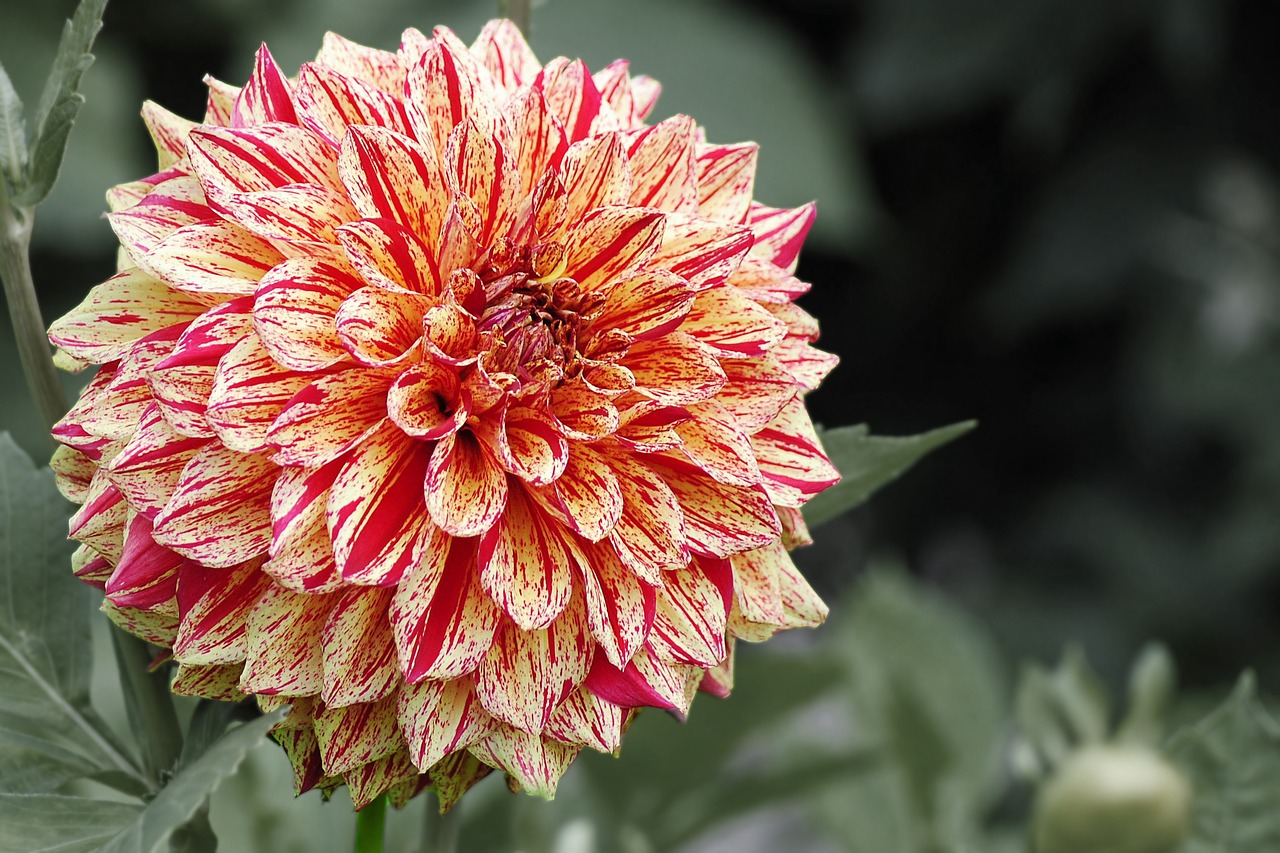 dahlia blossom bloom free photo