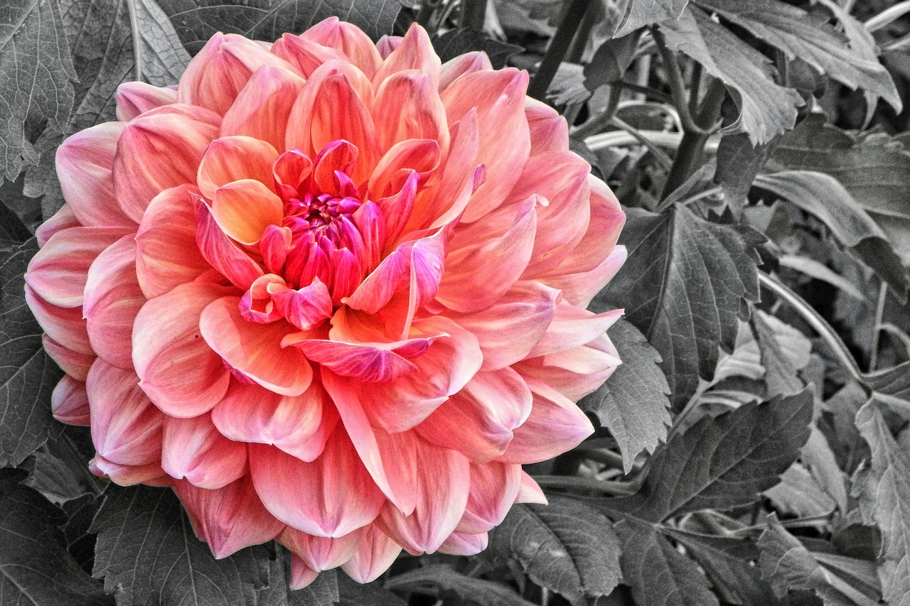 dahlia blossom bloom free photo