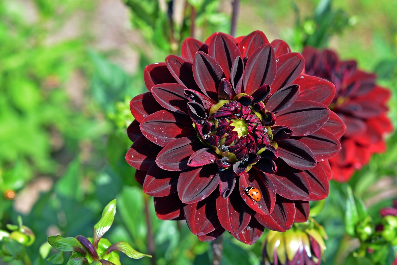 dahlia ladybug blossom free photo