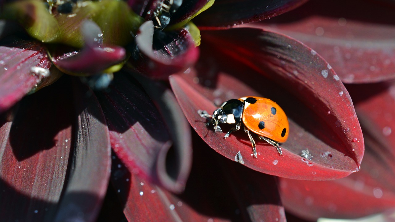 dahlia ladybug insect free photo