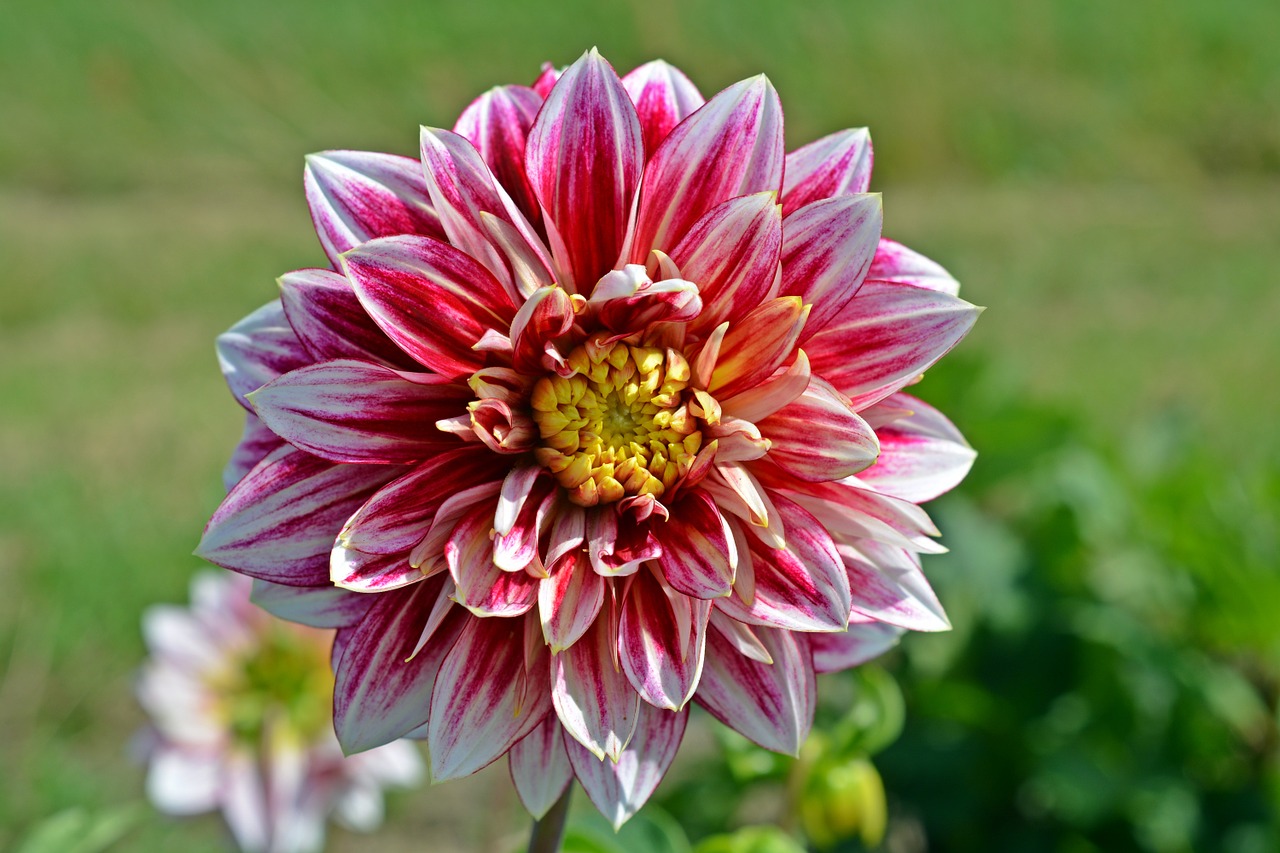 dahlia blossom bloom free photo