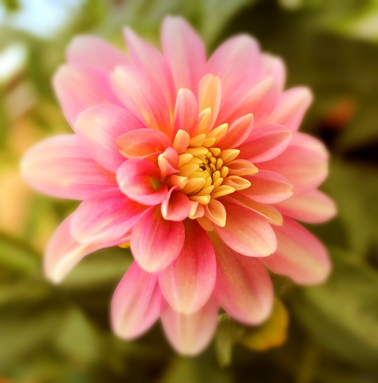 dahlia flower blossom free photo