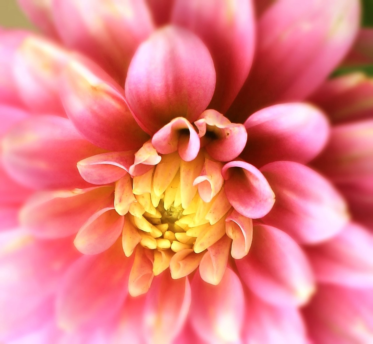 dahlia flower blossom free photo