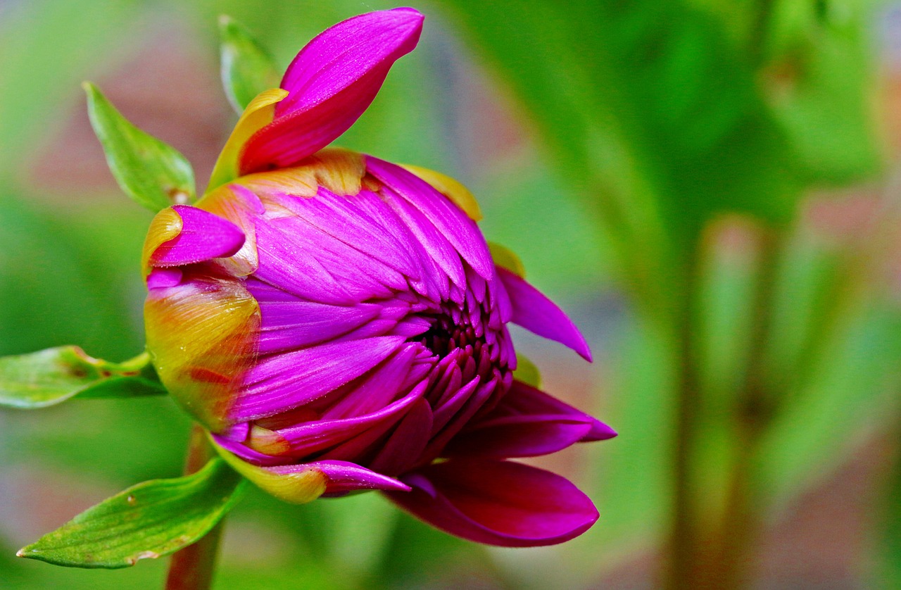 dahlia flower composites free photo