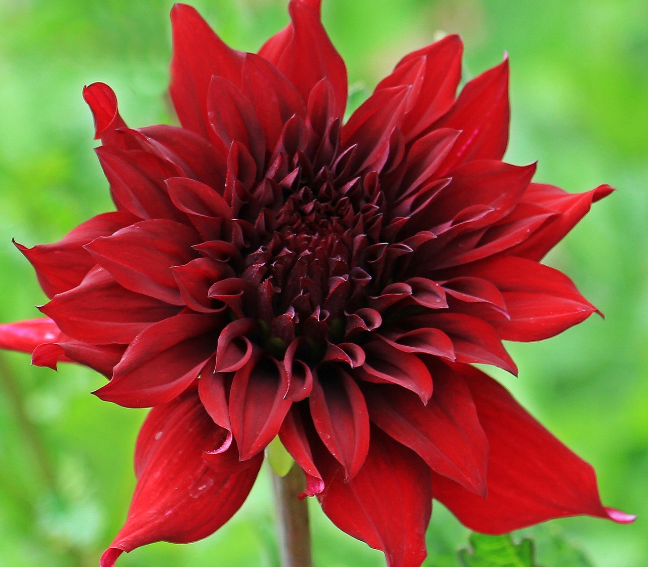 dahlia georgine flower free photo