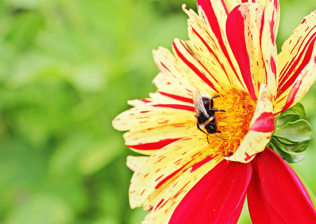 dahlia georgine flower free photo