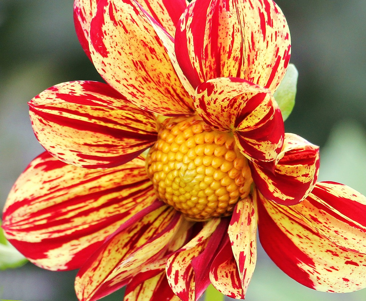 dahlia georgine flower free photo