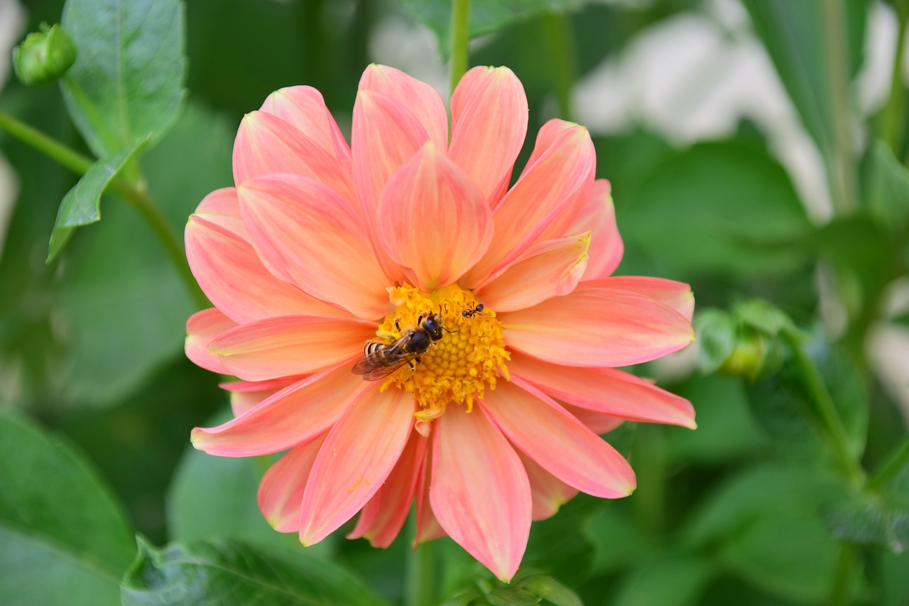 dahlia bee ant free photo