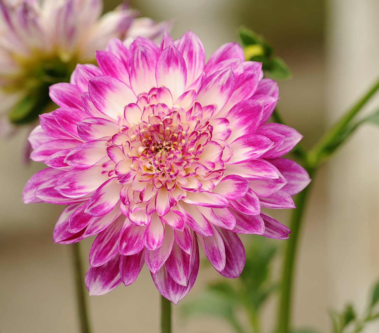 dahlia flower plant free photo