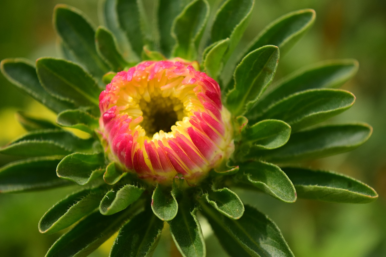 dahlia blossom bloom free photo