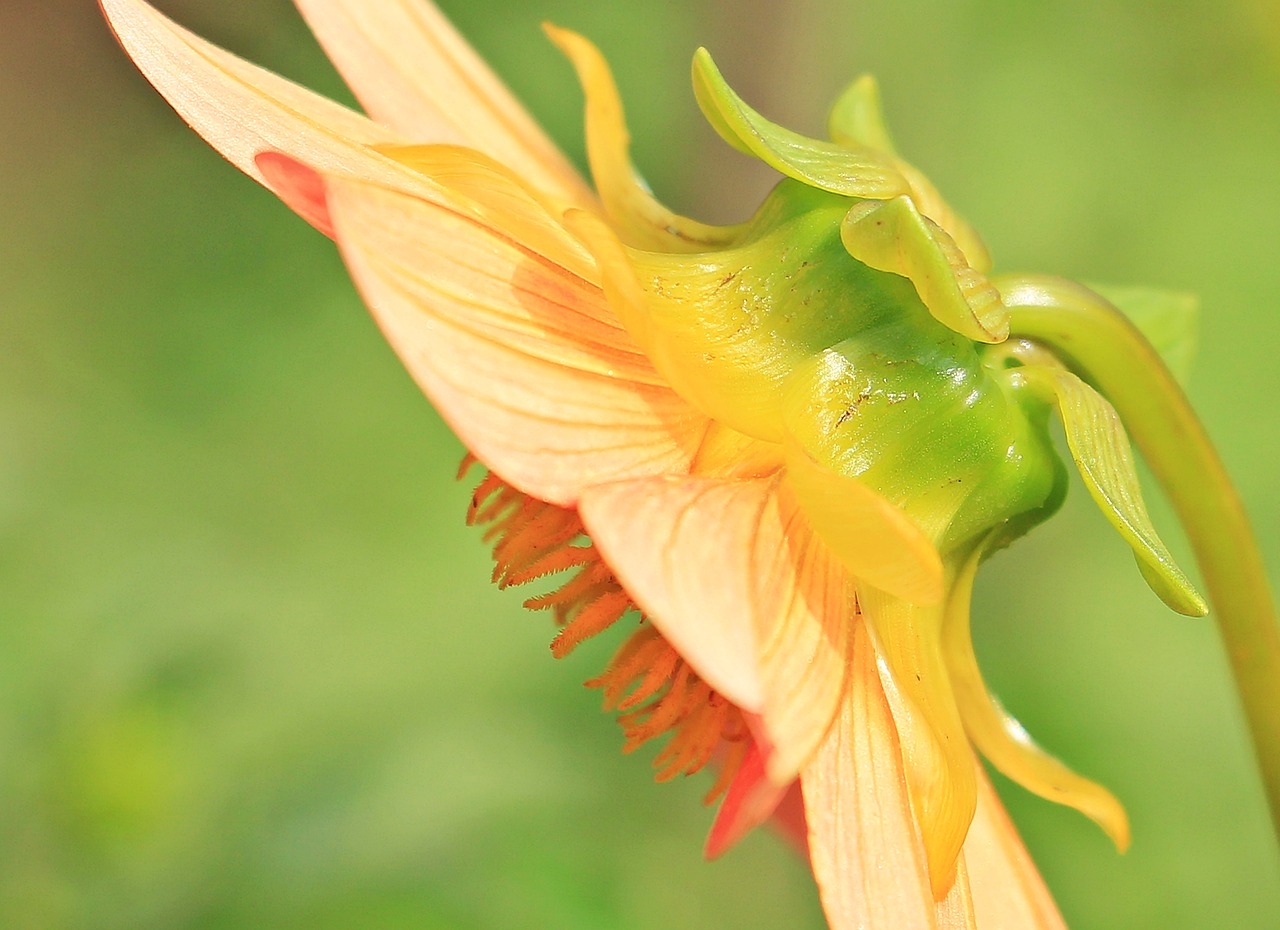 dahlia side view georgine free photo