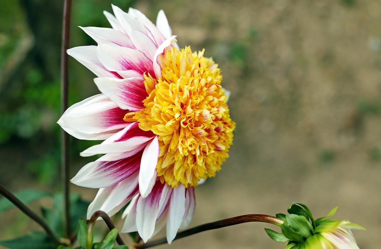 dahlia flower blossom free photo