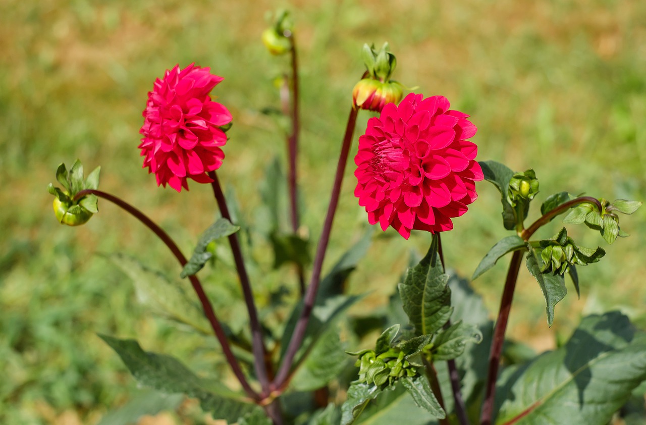 dahlia flowers bloom free photo