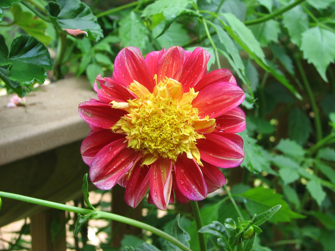 dahlia flower blossom free photo