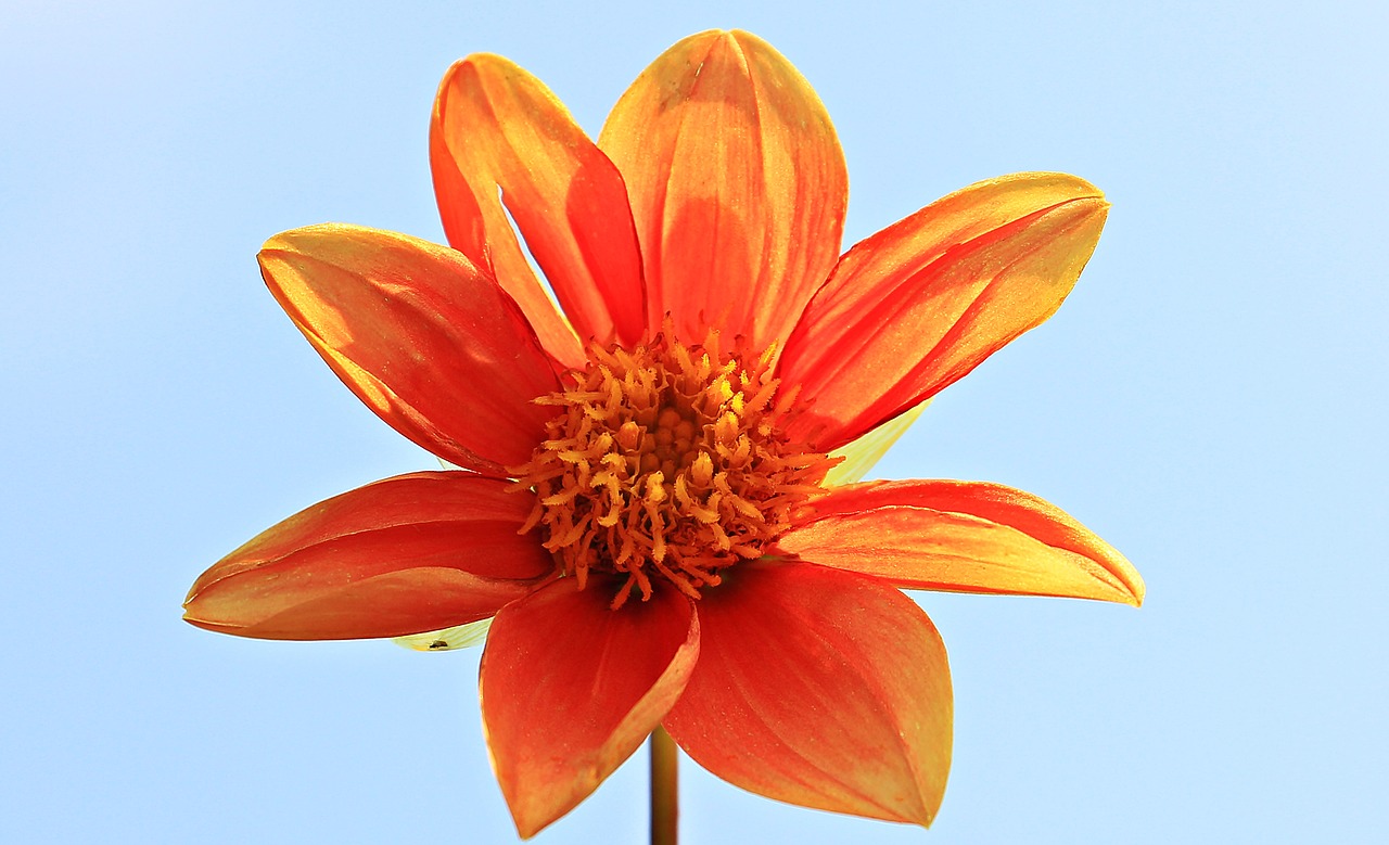 dahlia flower blossom free photo