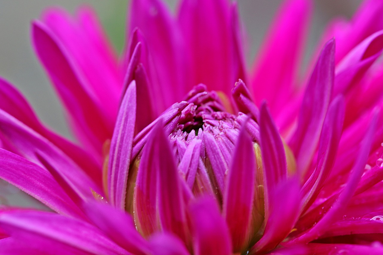 dahlia flower composites free photo