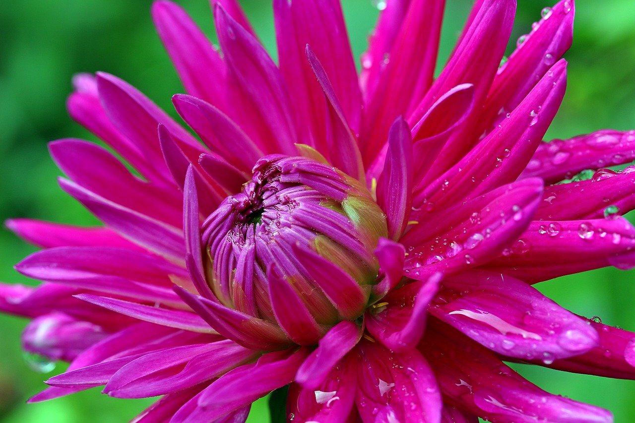 dahlia flower composites free photo