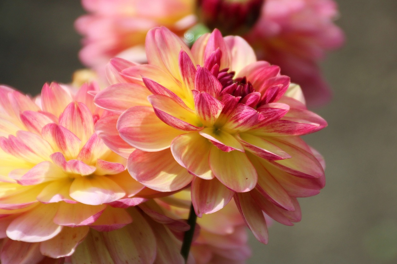 dahlia dahlia garden blossom free photo