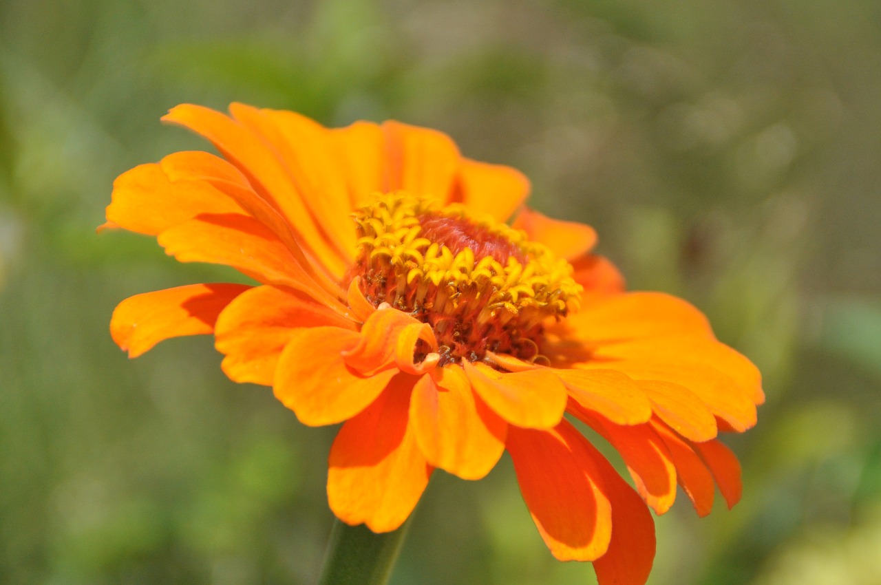 dahlia orange blossom free photo