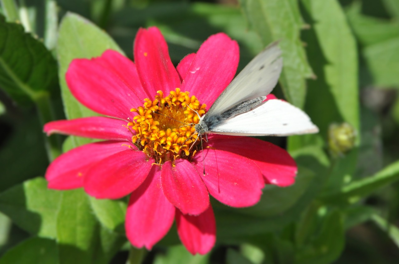 dahlia butterfly magenta free photo