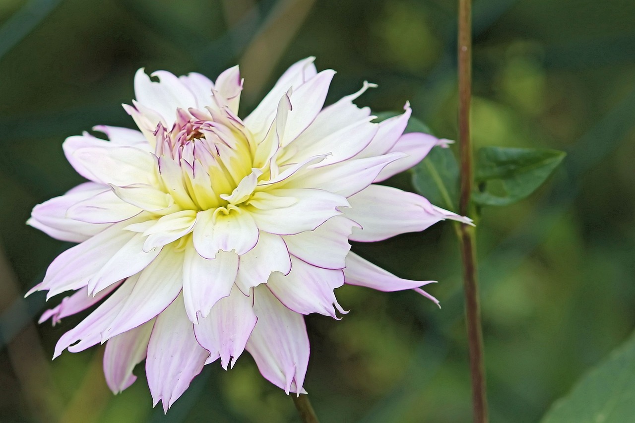 dahlia blossom bloom free photo