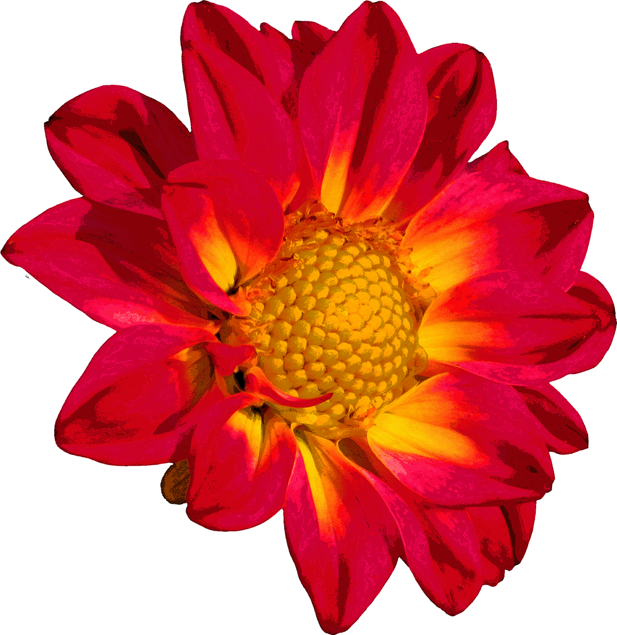 dahlia blossom bloom free photo